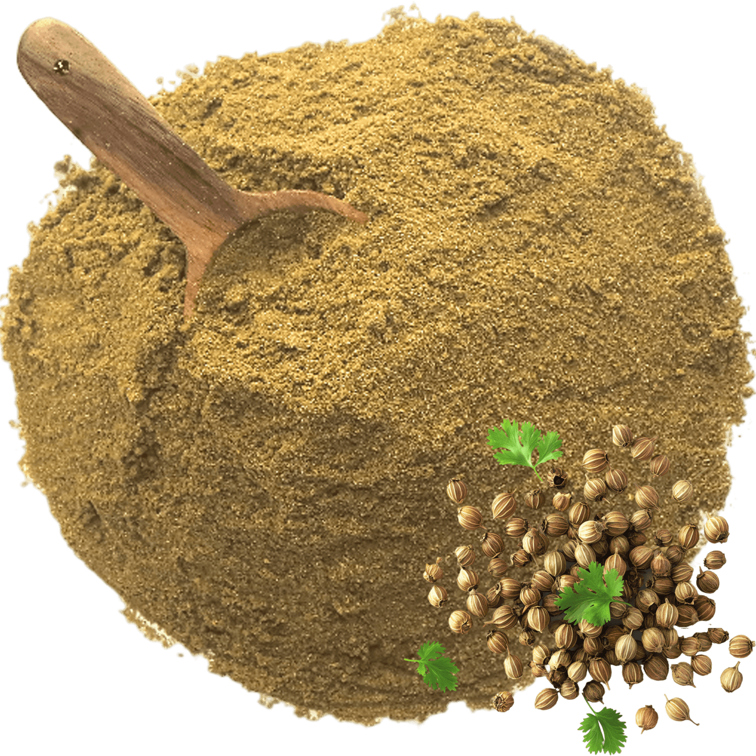 Coriander Powder